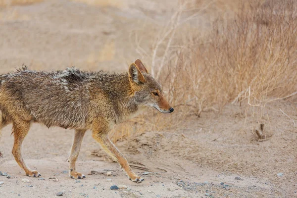 Primer Plano Del Coyote Desierto —  Fotos de Stock