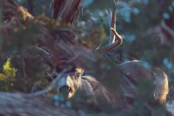 Mountain Bull Elk Κολοράντο Ηπα — Φωτογραφία Αρχείου