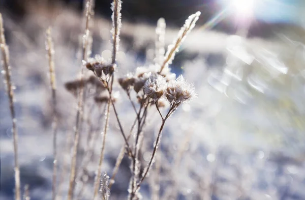 Zmrzlá Podzimní Louka Zimní Pozadí — Stock fotografie