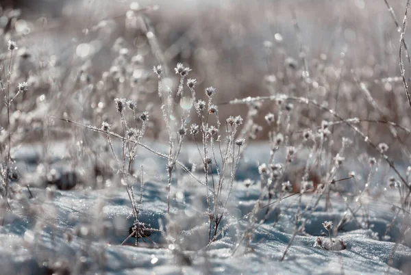 Congelato Prato Fine Autunno Vicino Sfondo Invernale — Foto Stock