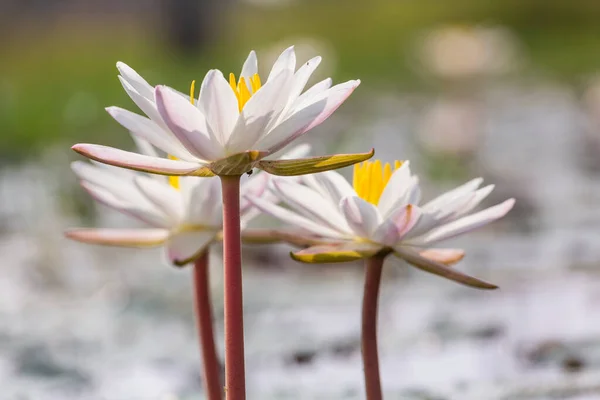 Tropikal Gölette Nilüfer Çiçeği — Stok fotoğraf
