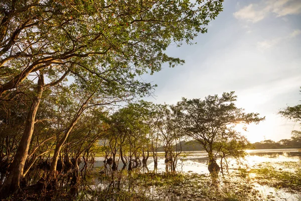 Mangrove Tree Tropical Lake Sri Lanka — Stock Photo, Image