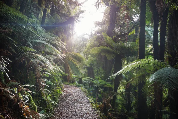 Forêt Tropicale Jungle Nouvelle Zélande Fond Naturel Vert — Photo