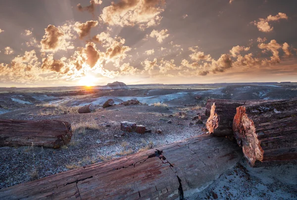 Parque Nacional Bosque Petrificado Arizona — Foto de Stock