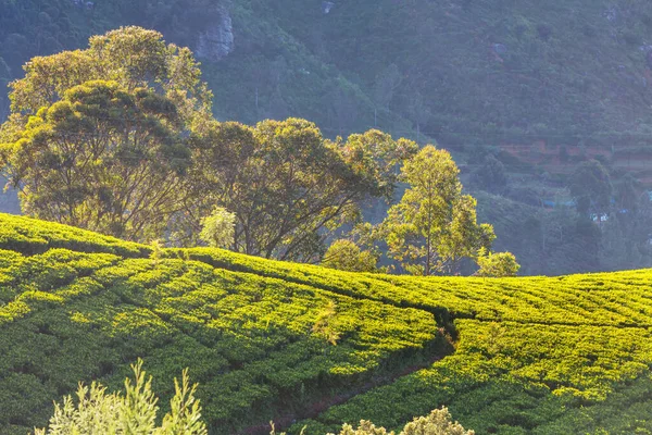 Zöld Természeti Tájak Teaültetvény Srí Lankán — Stock Fotó