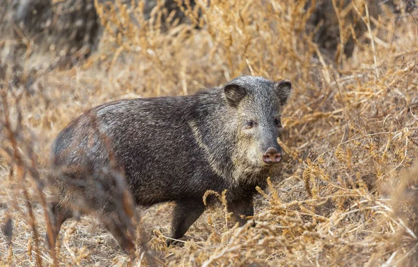 Babi Hutan Kecil Padang Rumput Musim Gugur — Stok Foto