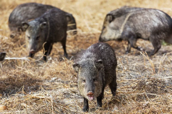 Kleine Wildschweine Auf Der Herbstwiese — Stockfoto