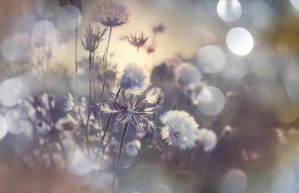Прекрасні Дикі Квіти Зеленому Лузі Літній Сезон Природний Фон — стокове фото