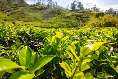 Sri Lanka 'da yeşil doğal manzara _ çay çiftliği