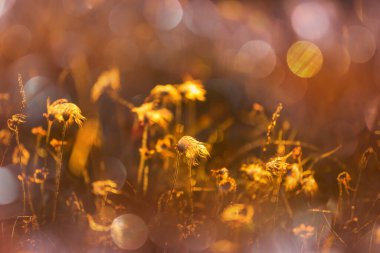 Çiçek çayırında güneşli bir gün. Güzel doğal arka plan. Doğadaki yabani bitkiler.