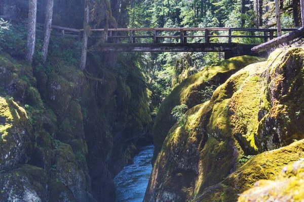 Drewniany Most Przez Rzekę Zielonym Lesie — Zdjęcie stockowe