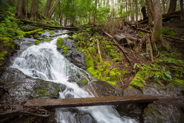 Belle Petite Rivière Forêt Verte — Photo