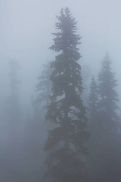 Magický Mlhavý Les Krásné Přírodní Krajiny — Stock fotografie