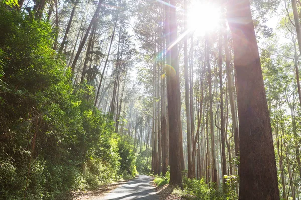 Eukalyptusbaumwald Sonnigen Morgen — Stockfoto