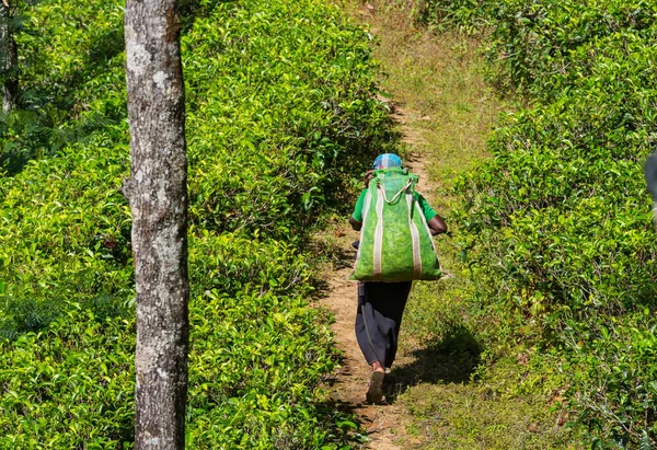 Lokala Kvinnor Som Transporterar Massor Teplantager Sri Lanka — Stockfoto