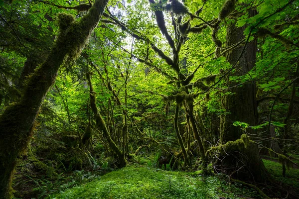 Fabulosa Selva Tropical Árboles Cubiertos Con Gruesa Capa Musgo — Foto de Stock