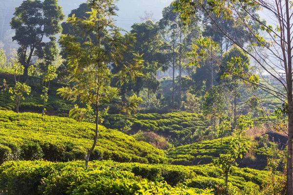 Zielone Naturalne Krajobrazy Plantacja Herbaty Sri Lance — Zdjęcie stockowe