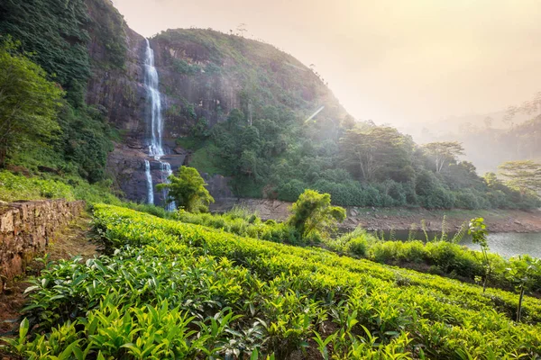 Sri Lanka Yeşil Doğal Manzara Çay Çiftliği — Stok fotoğraf