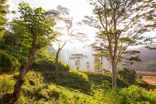 Paesaggi Naturali Verdi Piantagione Sri Lanka — Foto Stock