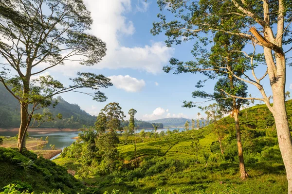 Green Natural Landscapes_Tea Plantation Sri Lanka — Stock Photo, Image