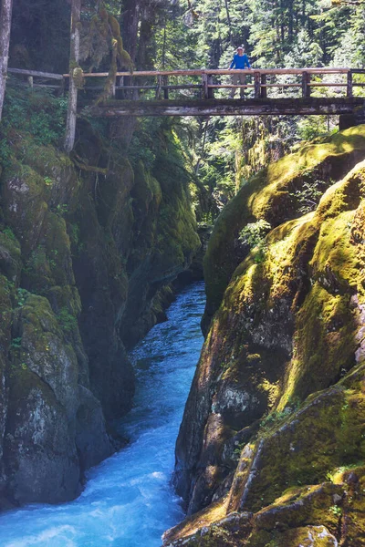 Holzbrücke Über Einen Fluss Grünen Wald — Stockfoto