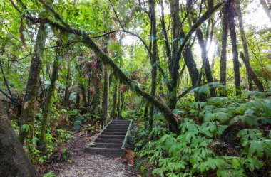 Sekoya ormanındaki patika.
