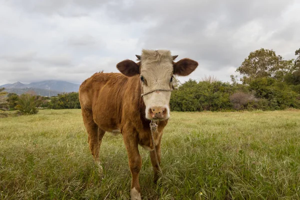 Rebanho Vacas Verão Campo Verde Agricultura Agricultura Pasto Rural — Fotografia de Stock