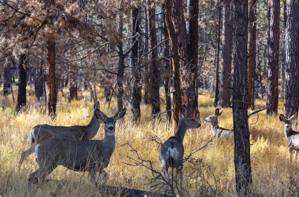 Deer Beautiful Autumn Forest Wildlife Scene — Stock Photo, Image