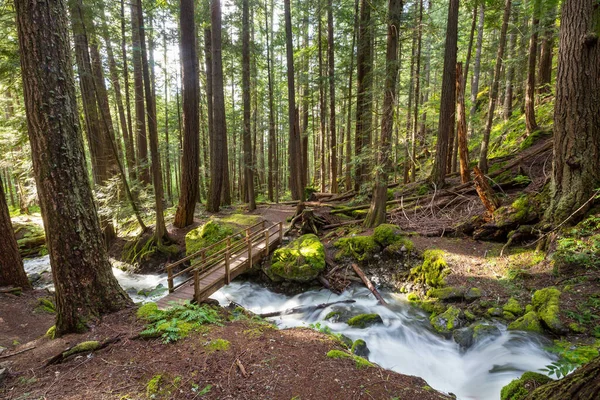 Belle Petite Rivière Forêt Verte — Photo