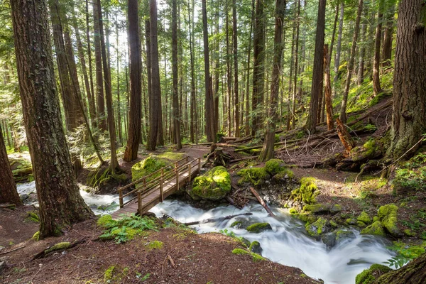 stock image Beautiful small river in green forest