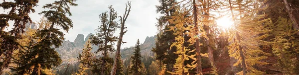 美丽的金雀花在山中 秋天来临 — 图库照片