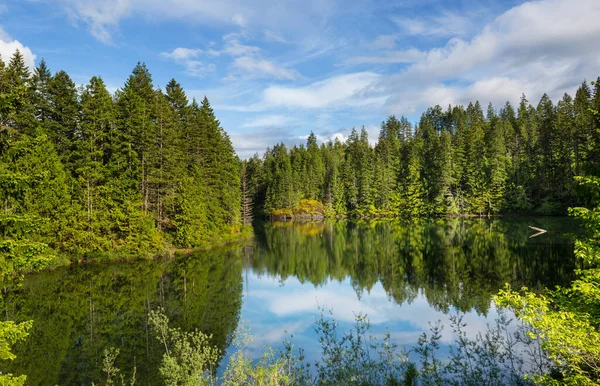 Spokojne Jezioro Lesie — Zdjęcie stockowe