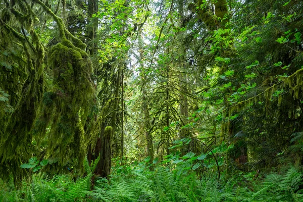 Märchenhafter Regenwald Bäume Mit Einer Dicken Schicht Moos Bedeckt — Stockfoto