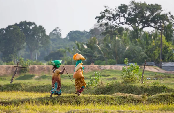 Lokala Kvinnor Som Transporterar Massor Teplantager Sri Lanka — Stockfoto