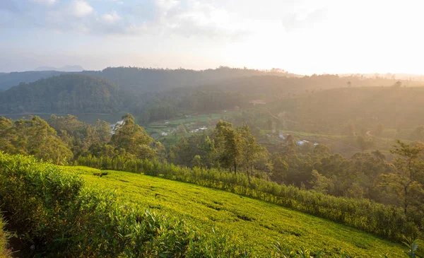 Zelená Přírodní Krajina Čajová Plantáž Srí Lance — Stock fotografie