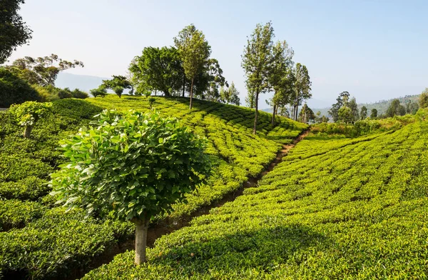 绿色自然景观 斯里兰卡茶园 — 图库照片