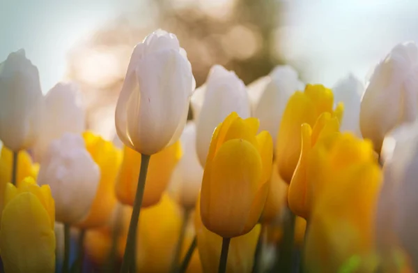 Lente Bloemen Veld Prachtige Lente Achtergrond Tulpen Lentetuin Landbouw Tuinieren — Stockfoto