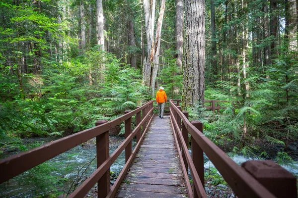 Dřevěný Most Přes Řeku Zeleném Lese — Stock fotografie
