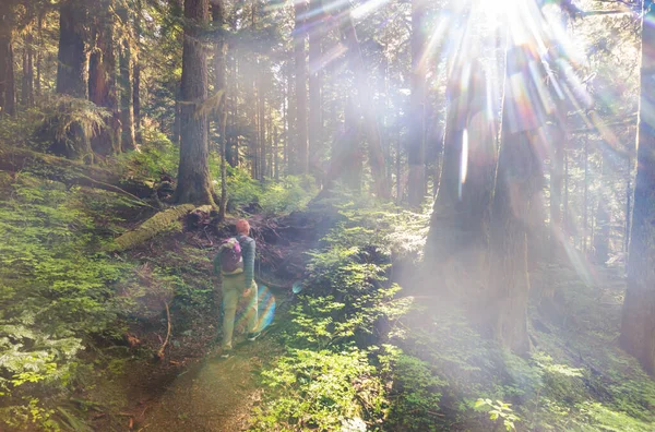 Man Turista Öböl Ösvény Erdőben Természet Szabadidős Kirándulás Kirándulás Szabadban — Stock Fotó