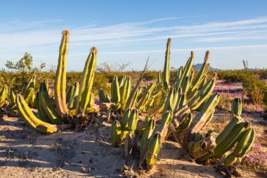 Arizona, ABD 'deki bir dağdaki kaktüs tarlası.