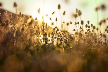Çiçek çayırında güneşli bir gün. Güzel doğal arka plan. Doğadaki yabani bitkiler.