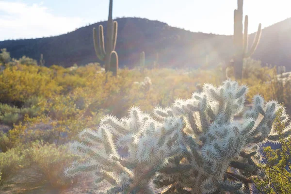 Cactus Field Mountains Arizona Verenigde Staten — Stockfoto