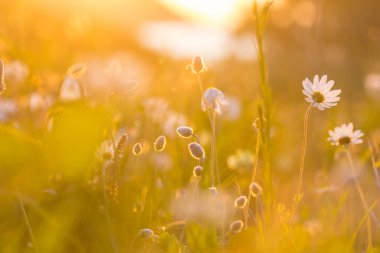 Çiçek çayırında güneşli bir gün. Güzel doğal arka plan. Doğadaki yabani bitkiler.