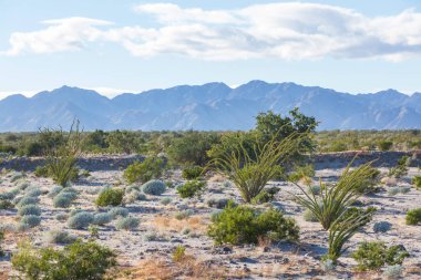 Meksika, Baja California 'daki Kaktüs tarlaları