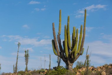 Meksika, Baja California 'daki Kaktüs tarlaları