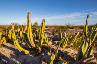 Meksika, Baja California 'daki Kaktüs tarlaları