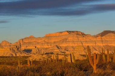 Meksika, Baja California 'daki Kaktüs tarlaları