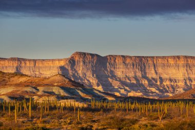 Meksika, Baja California 'daki Kaktüs tarlaları