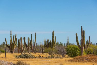 Meksika, Baja California 'daki Kaktüs tarlaları