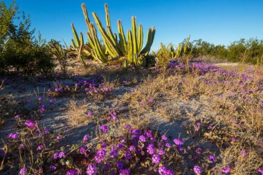 Meksika, Baja California 'daki Kaktüs tarlaları
